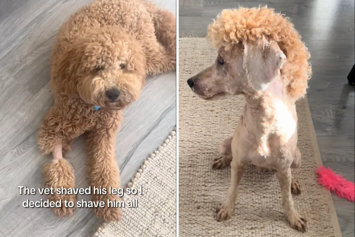 수의사가 골든두들 다리 깎아줌