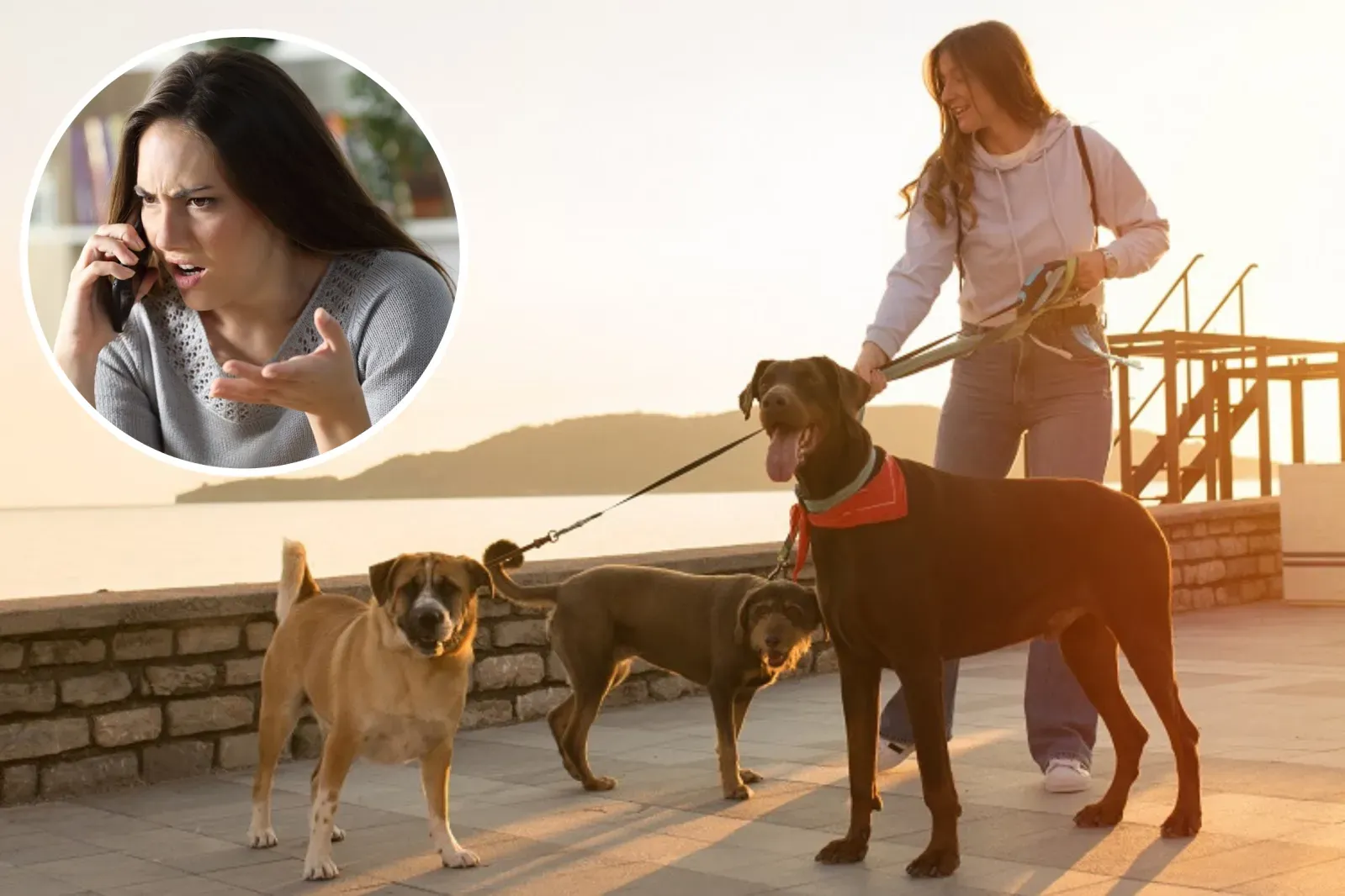 강아지 시터 지지