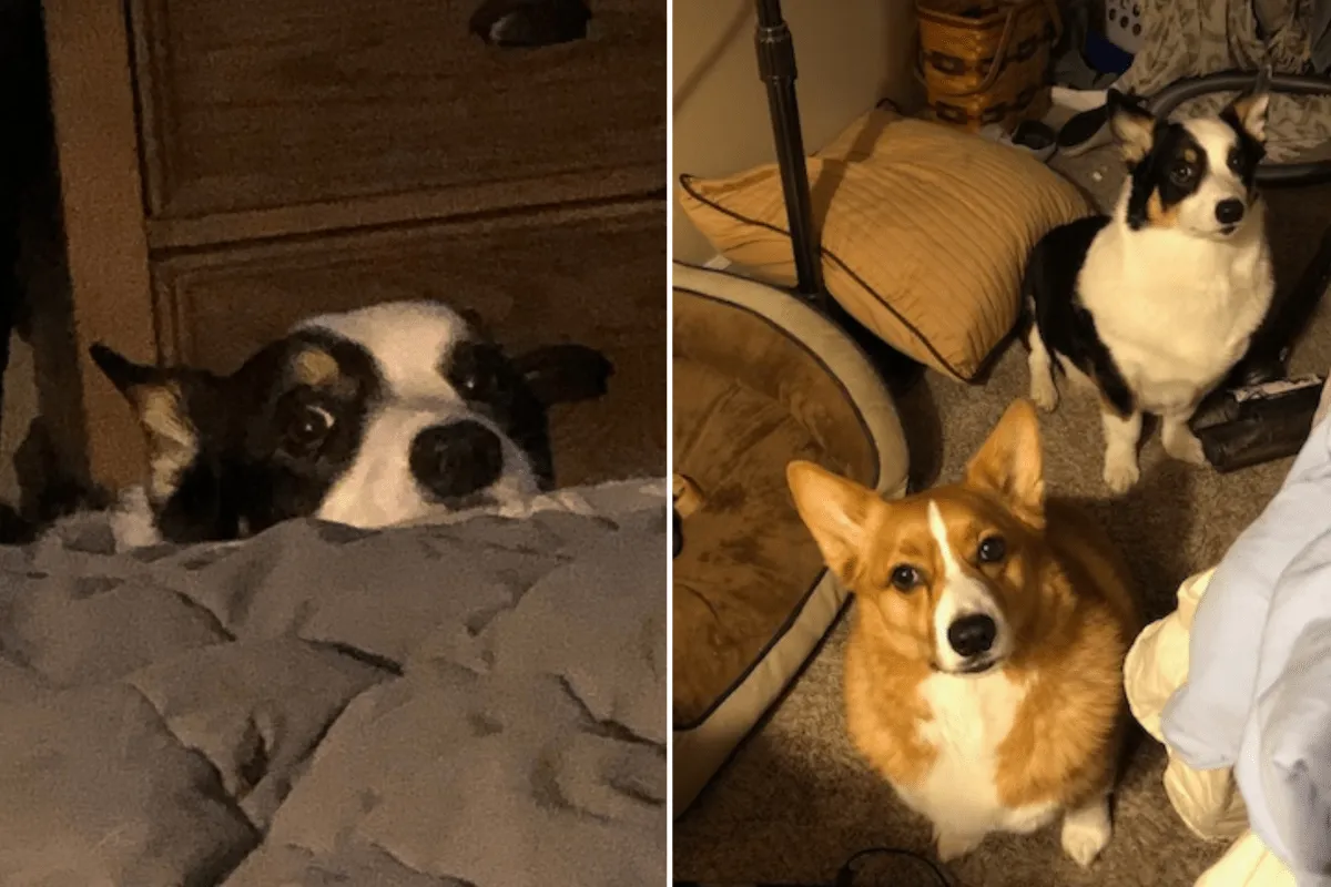 엉뚱한 심판에 꼬리치는 강아지, 세상 귀여운 '반항'의 순간들