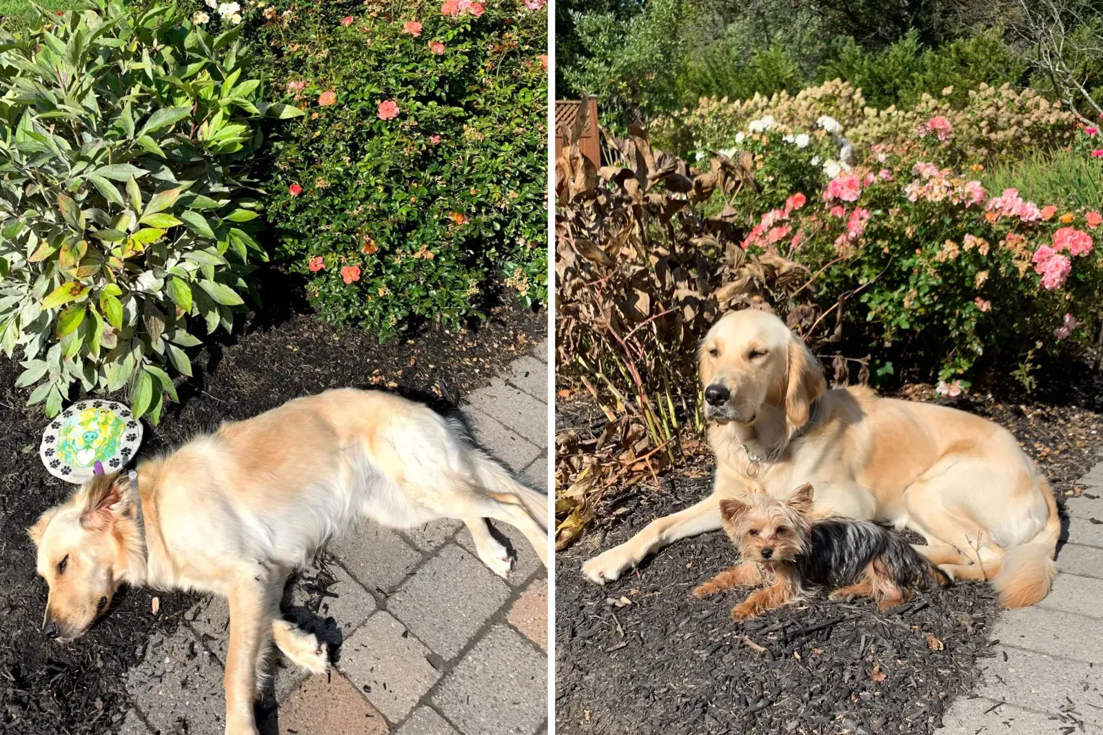 황금 래브라도 리트리버 강아지가 꽃밭에 잠든 모습