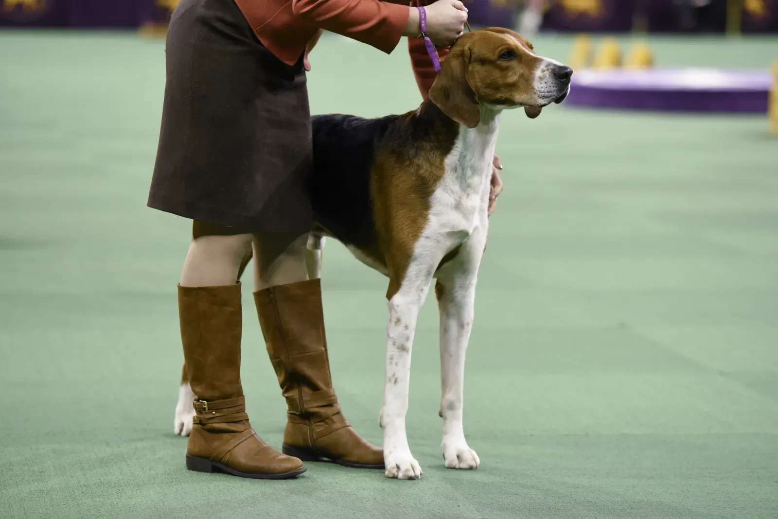 중형견 중 덜 순종적인 품종 24가지