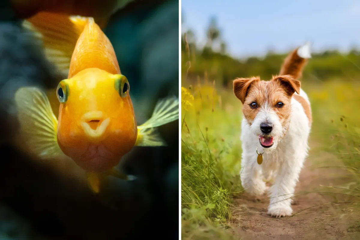 “나중에 다시는 원치 않아…” 반려동물, 당신의 선택을 후회하게 만드는 순간들