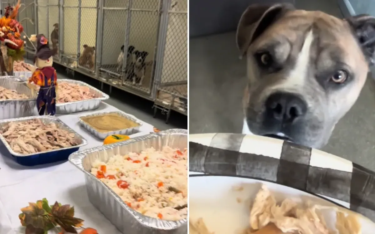 보호견들이 터커데이 식사에 반응하는 모습