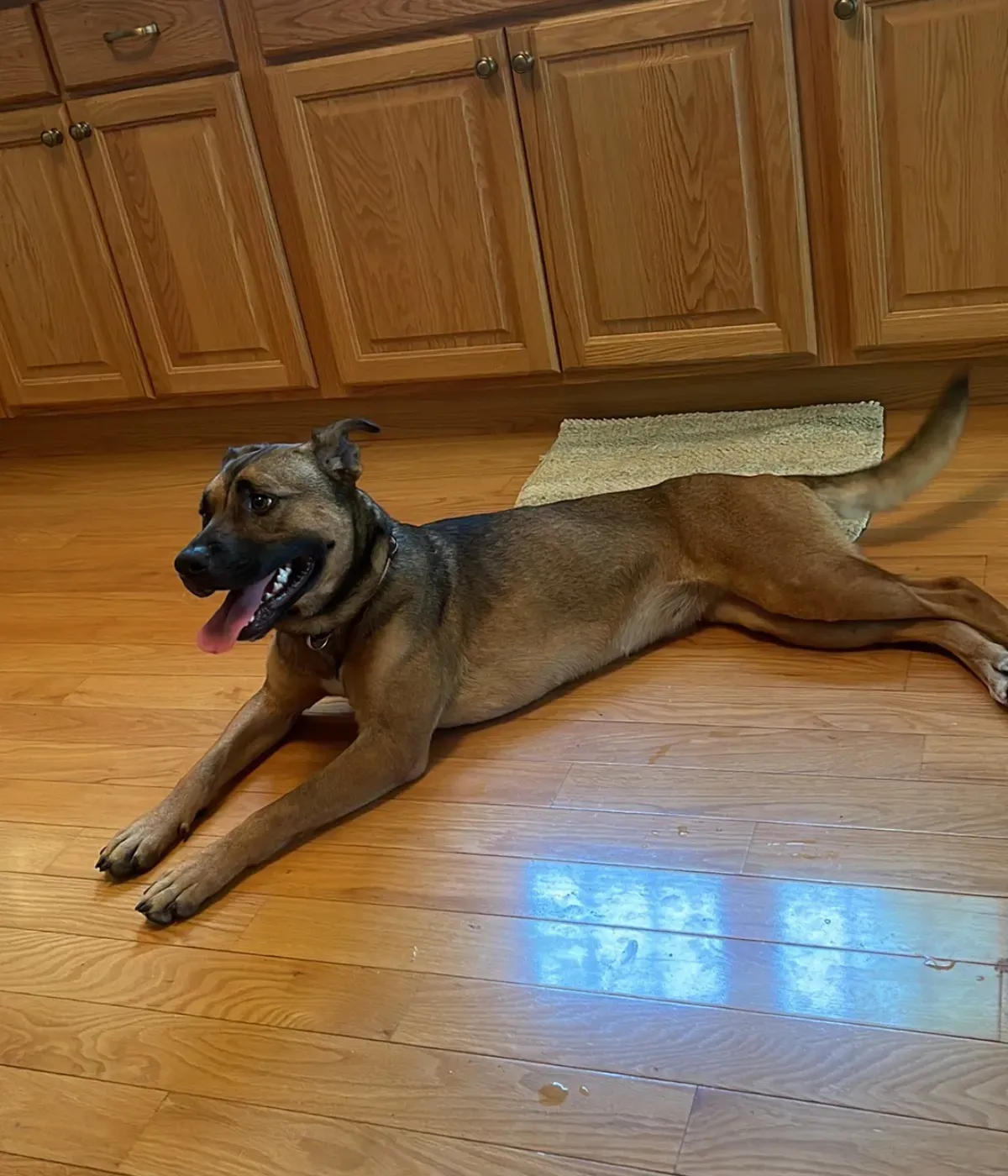 메리루의 부엌에 있는 구조견 루나