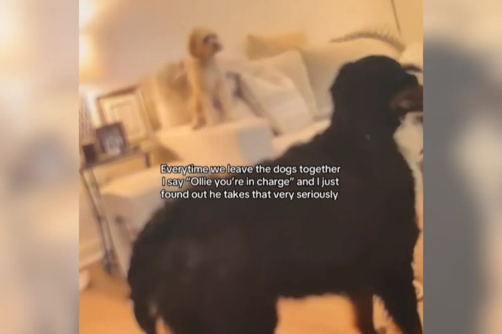 소파에 앉은 코카푸