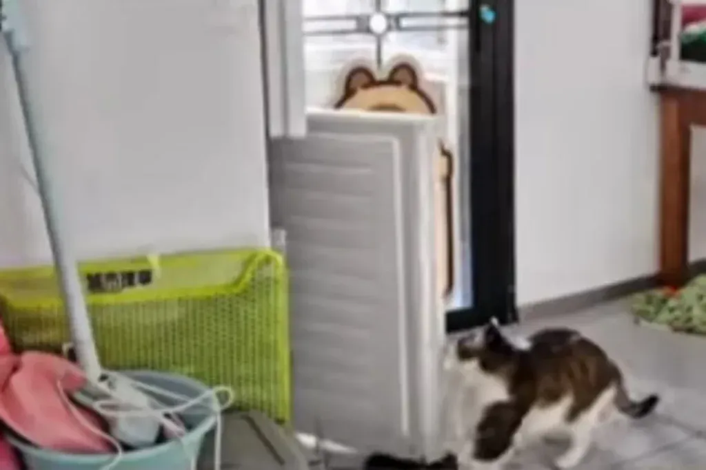 "나만 빼고 다 아는 줄?" 문구와 함께 에너지 낭비하는 반려동물 이미지