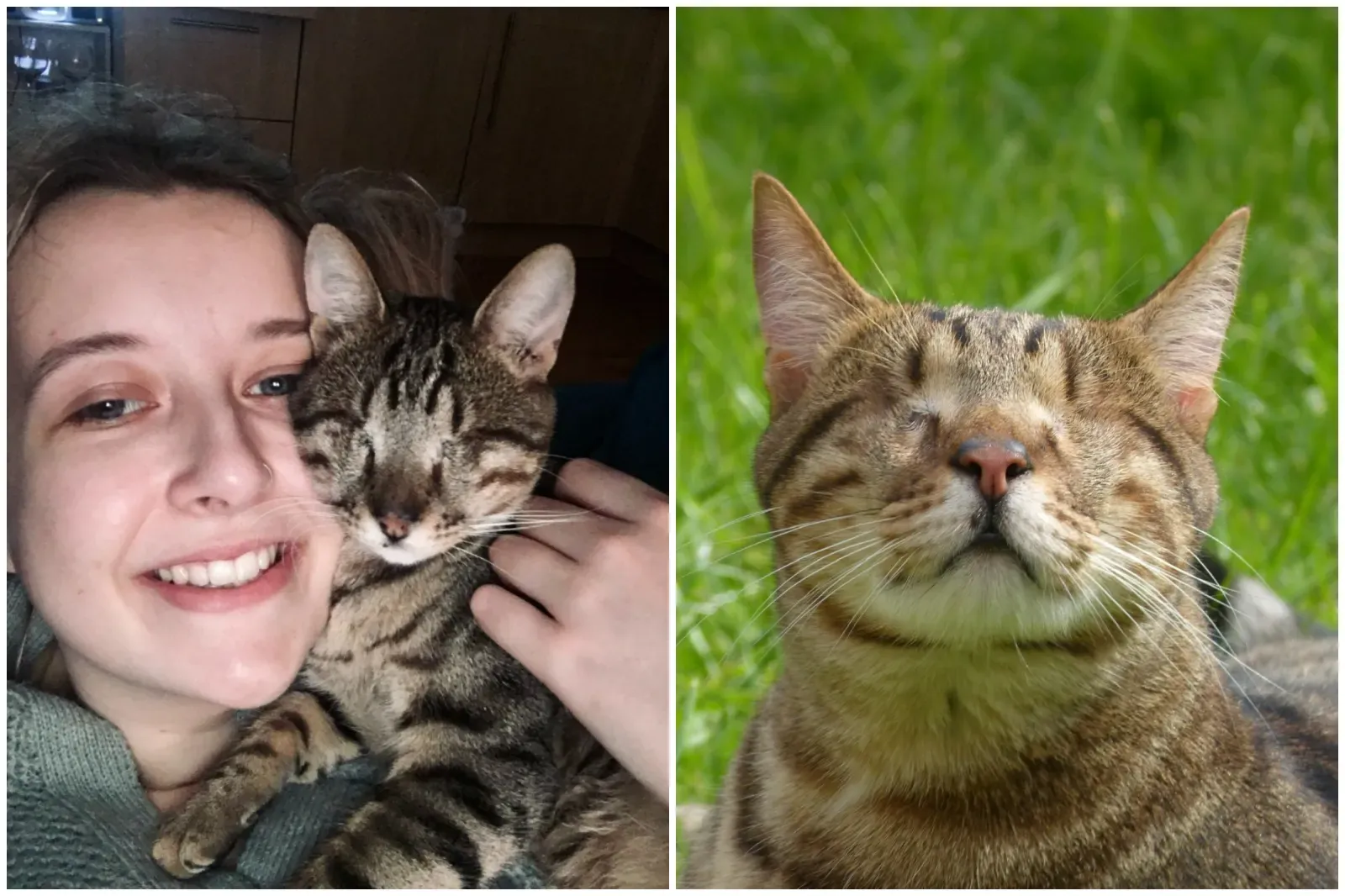 양안을 모두 잃은 맹인 고양이