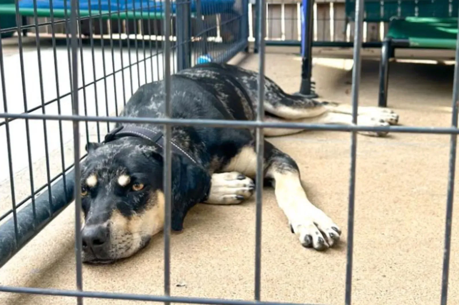 보호견 입양 후 3시간 만에 새로운 집 찾기