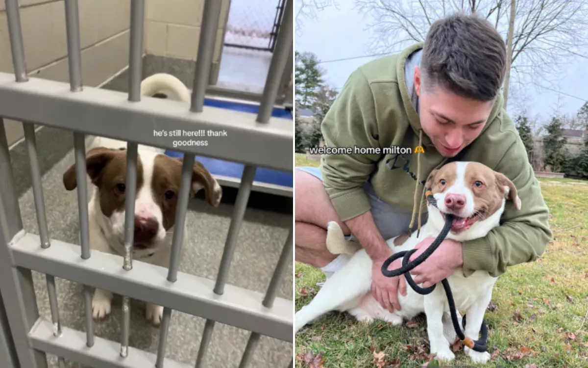 입양 전과 후 밀턴의 모습