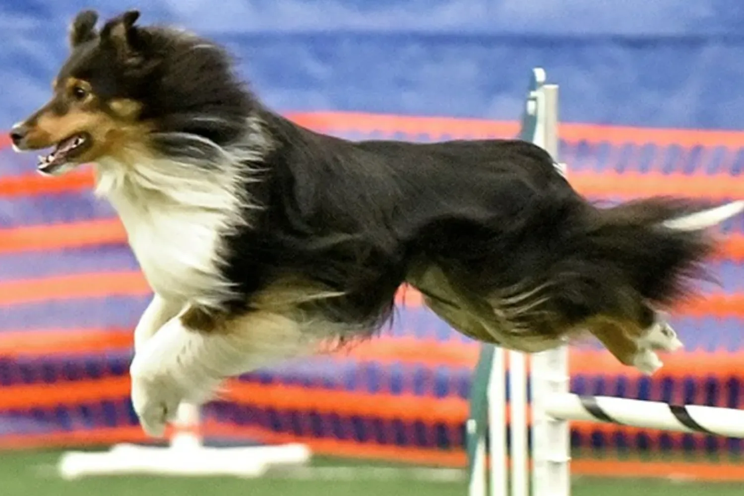 애지럼 셔츠 강아지