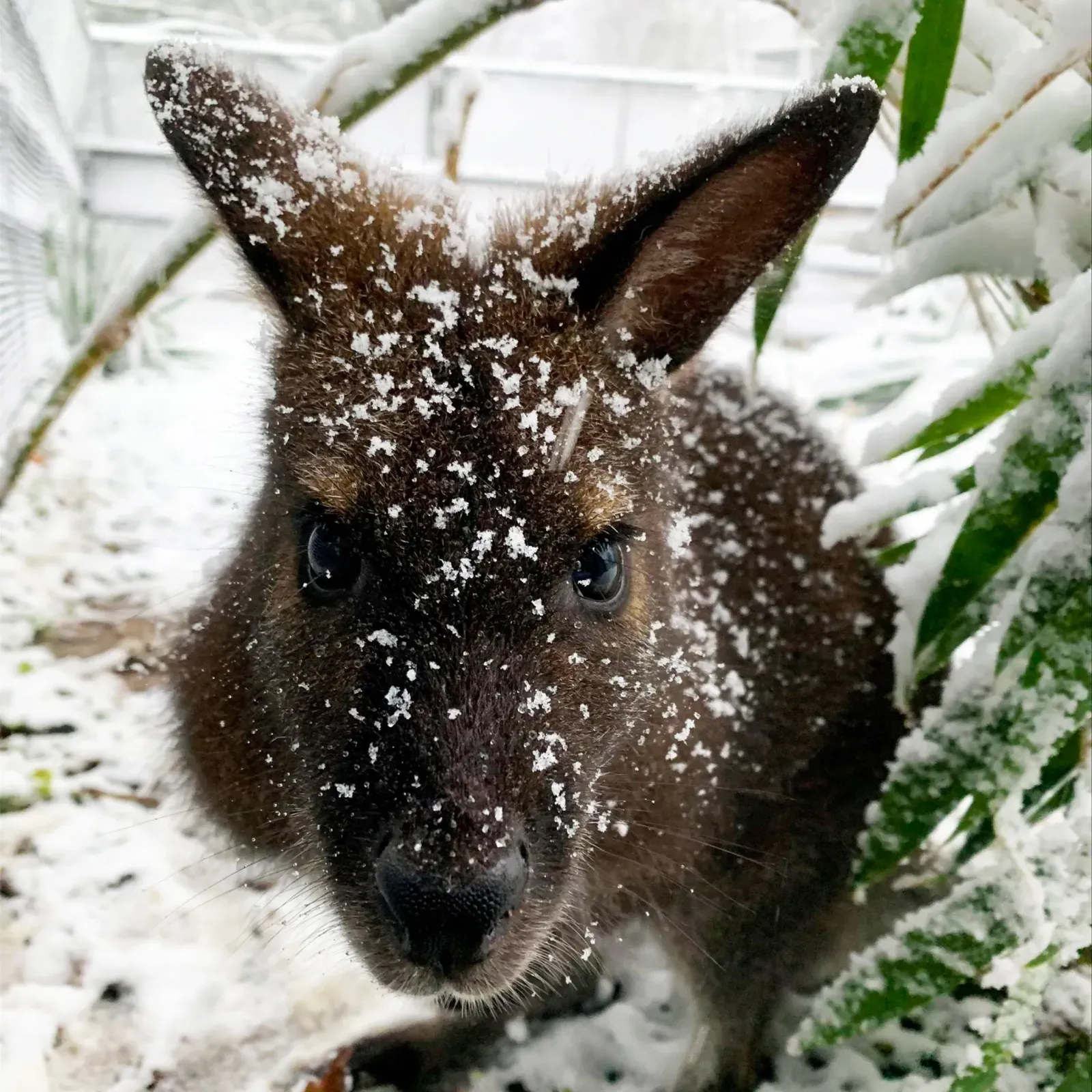 DC 동물원에서 눈밭에서 싸우는 슬라থ 베어