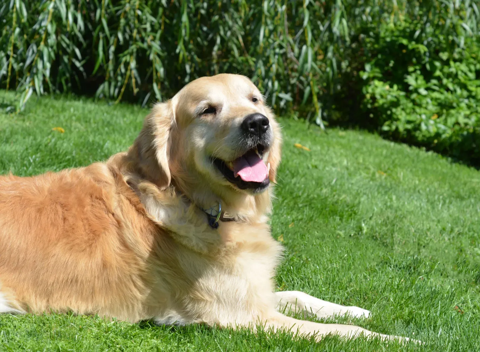 아이들과 잘 어울리는 17가지 인기 가족견 종류