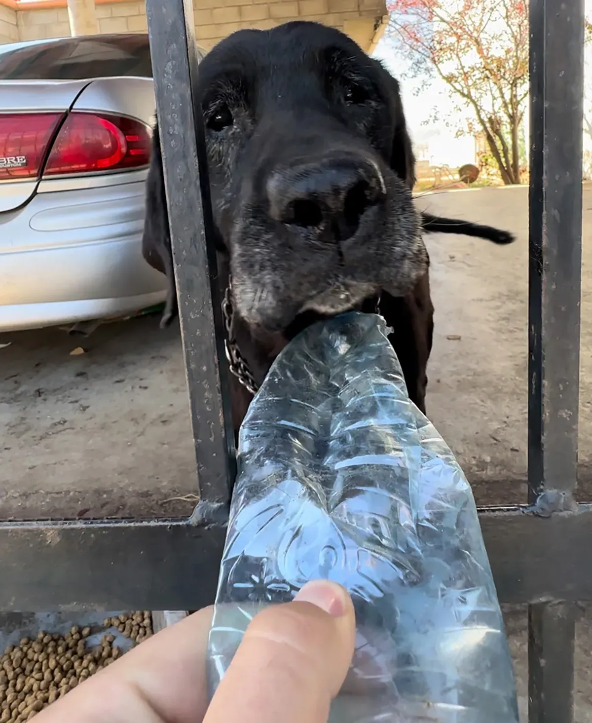 6년 동안 감금되었던 버려진 래브라도 리트리버 강아지 구조