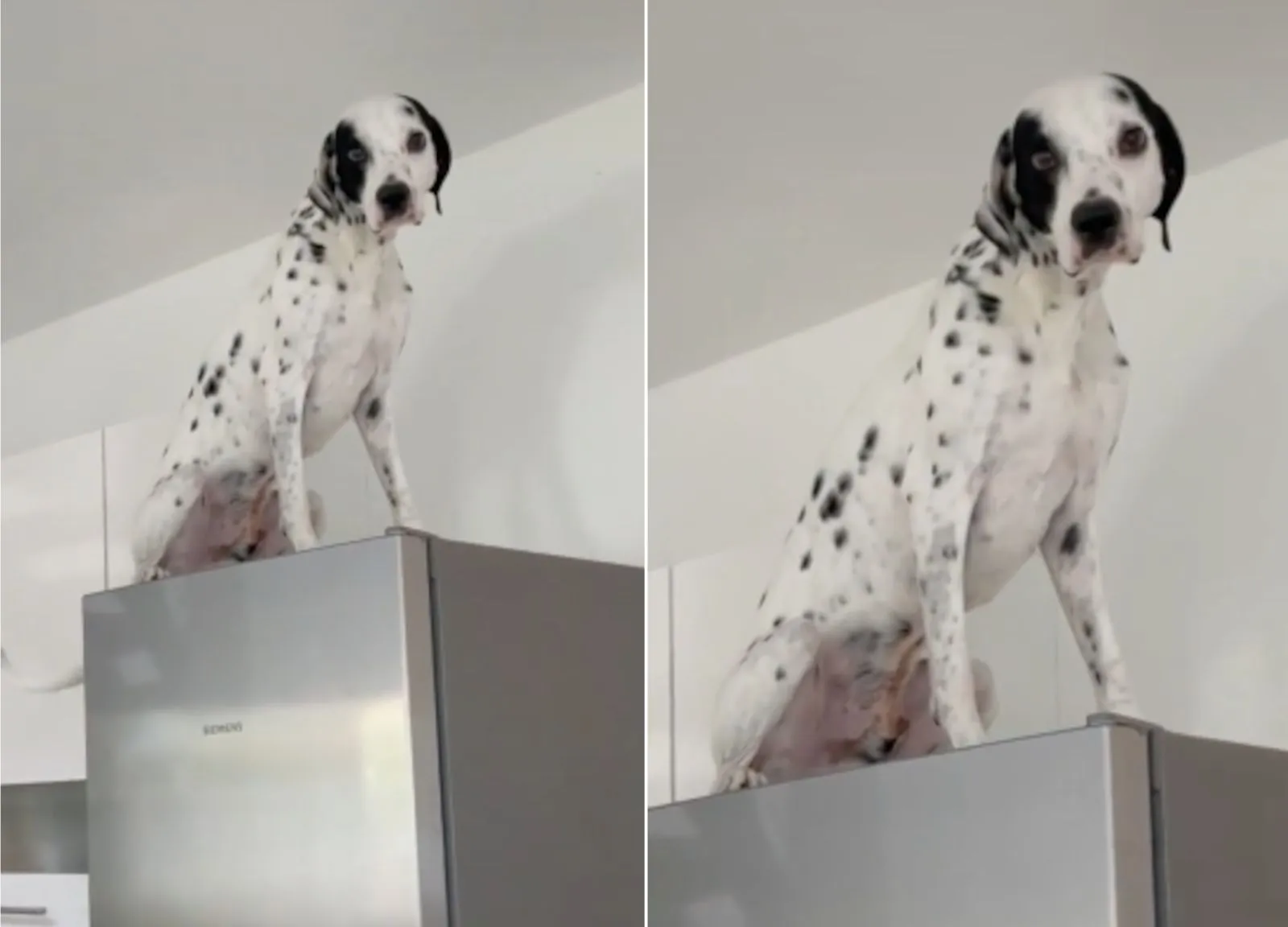 냉장고 위에서 펼쳐지는 퍼레이드