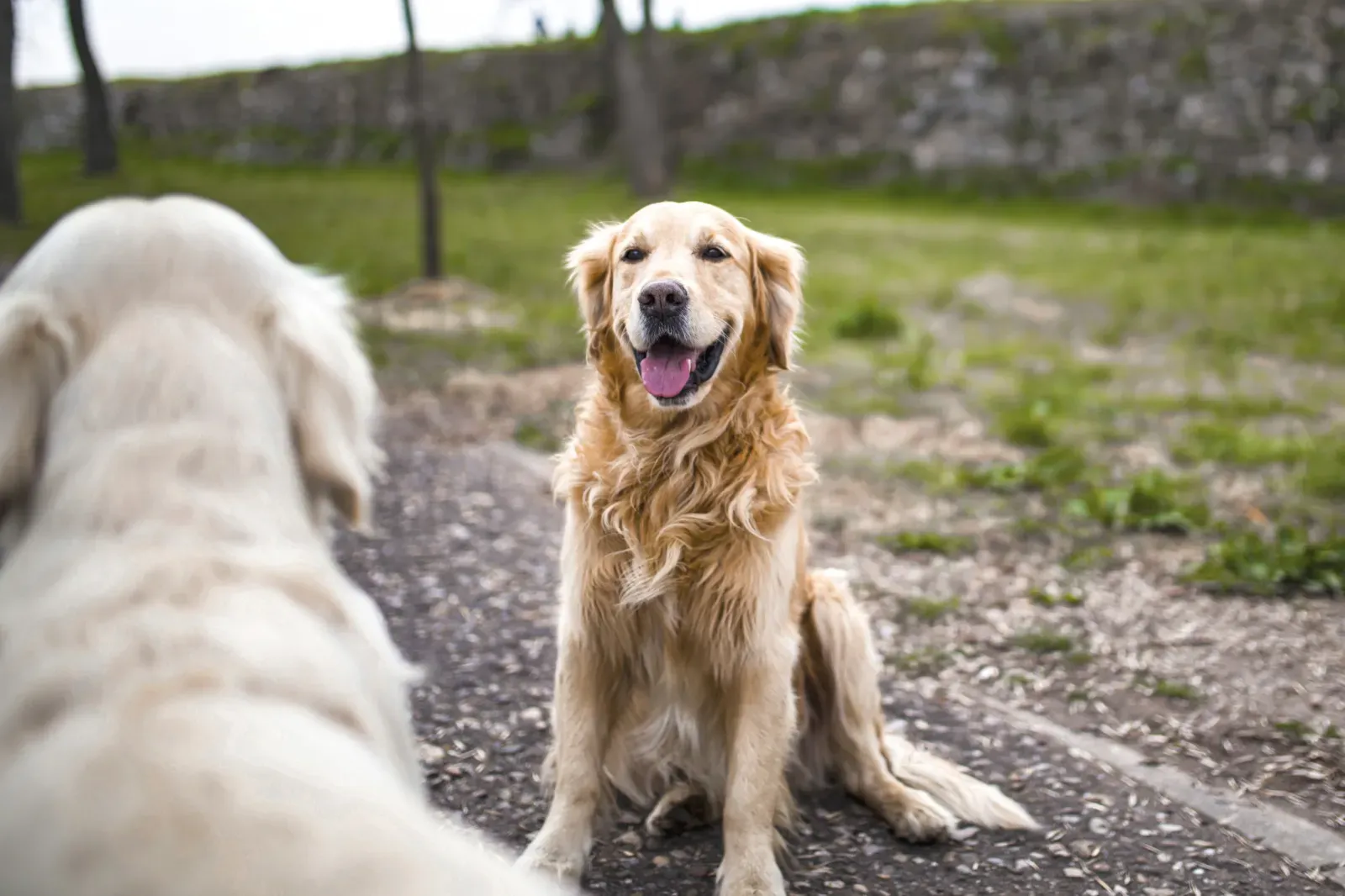 강아지와 강아지