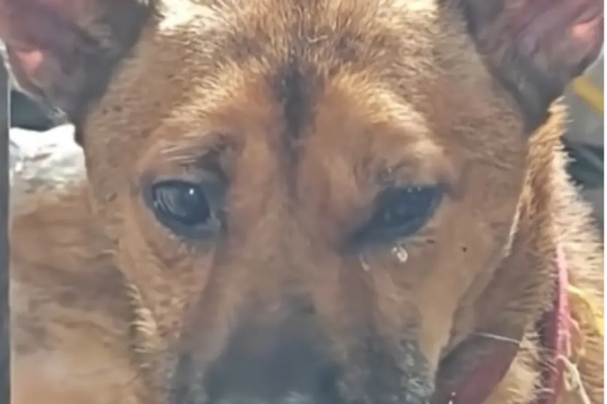 주인을 잃은 개, 새로운 시작을 거부