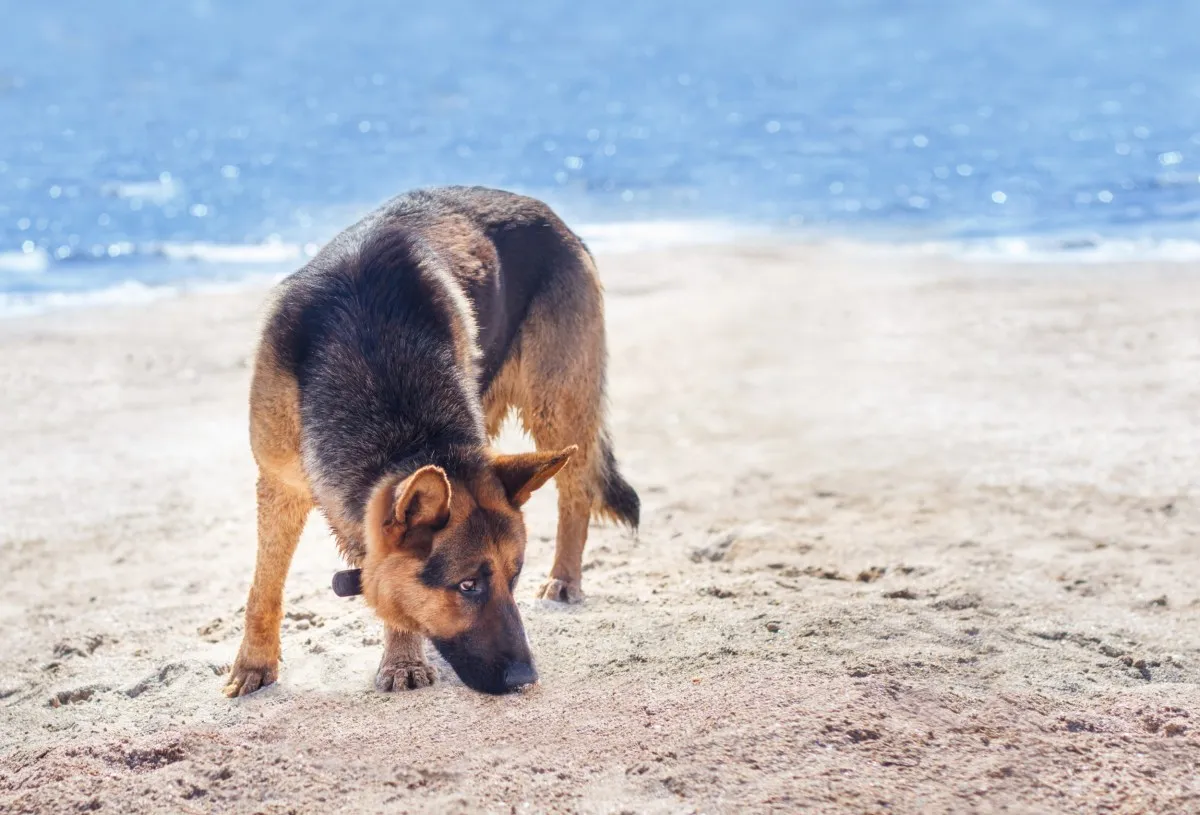 강아지 첫 해변 방문 실패 이미지