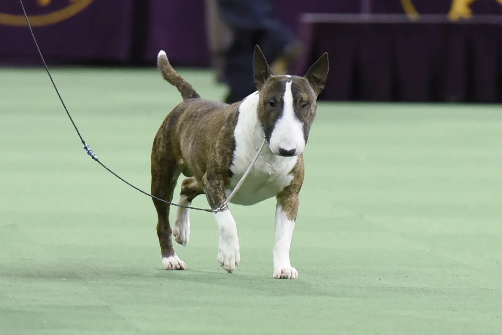 미니어처 불 테리어