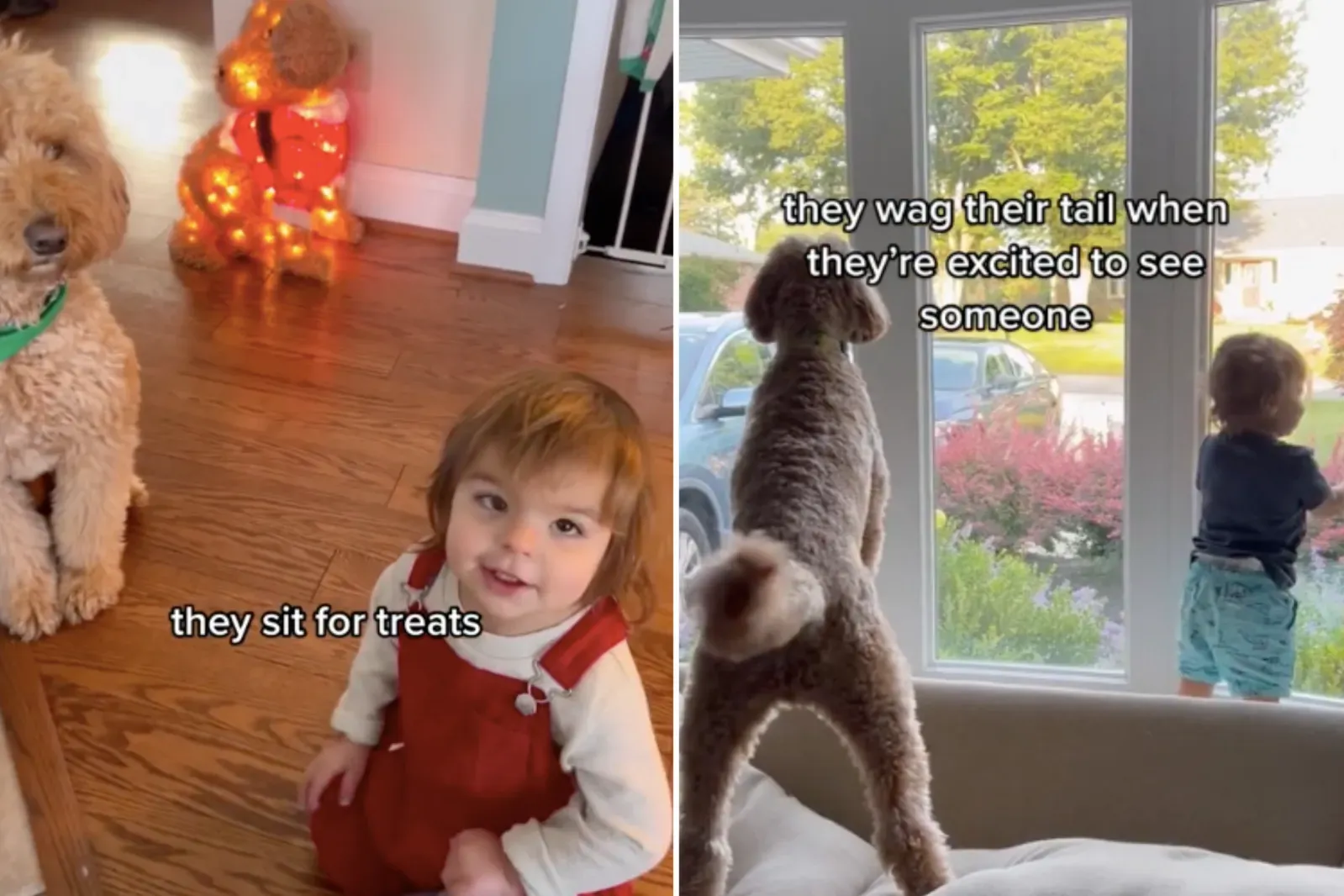 강아지처럼 자란 아기