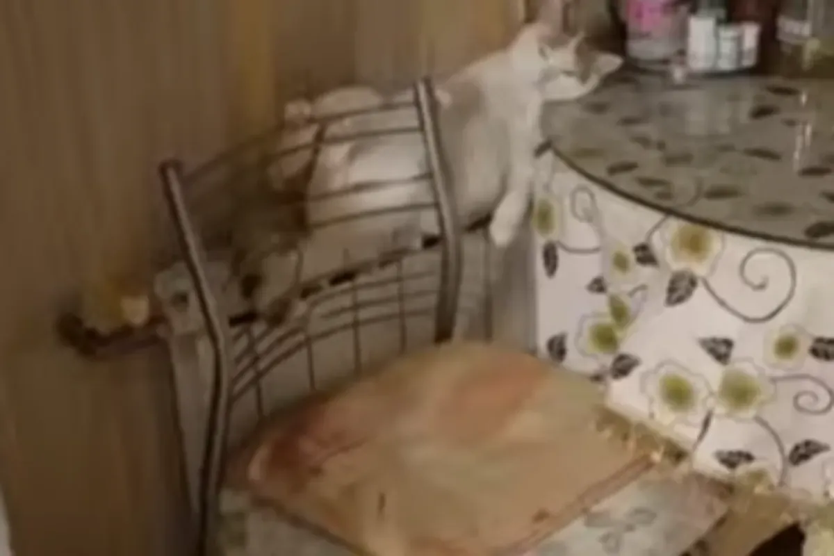 열의 속삭임": 고양이, 힐링의 정점을 찍다