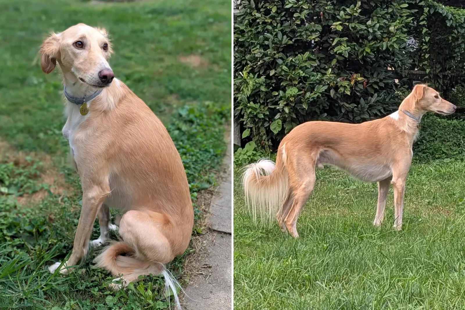 구명견 파리스, DNA 검사 결과