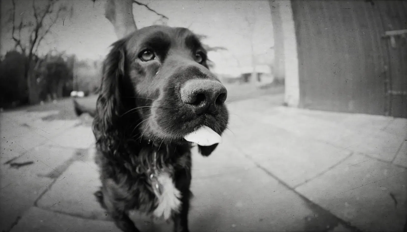 보안 카메라에 설치된 강아지
