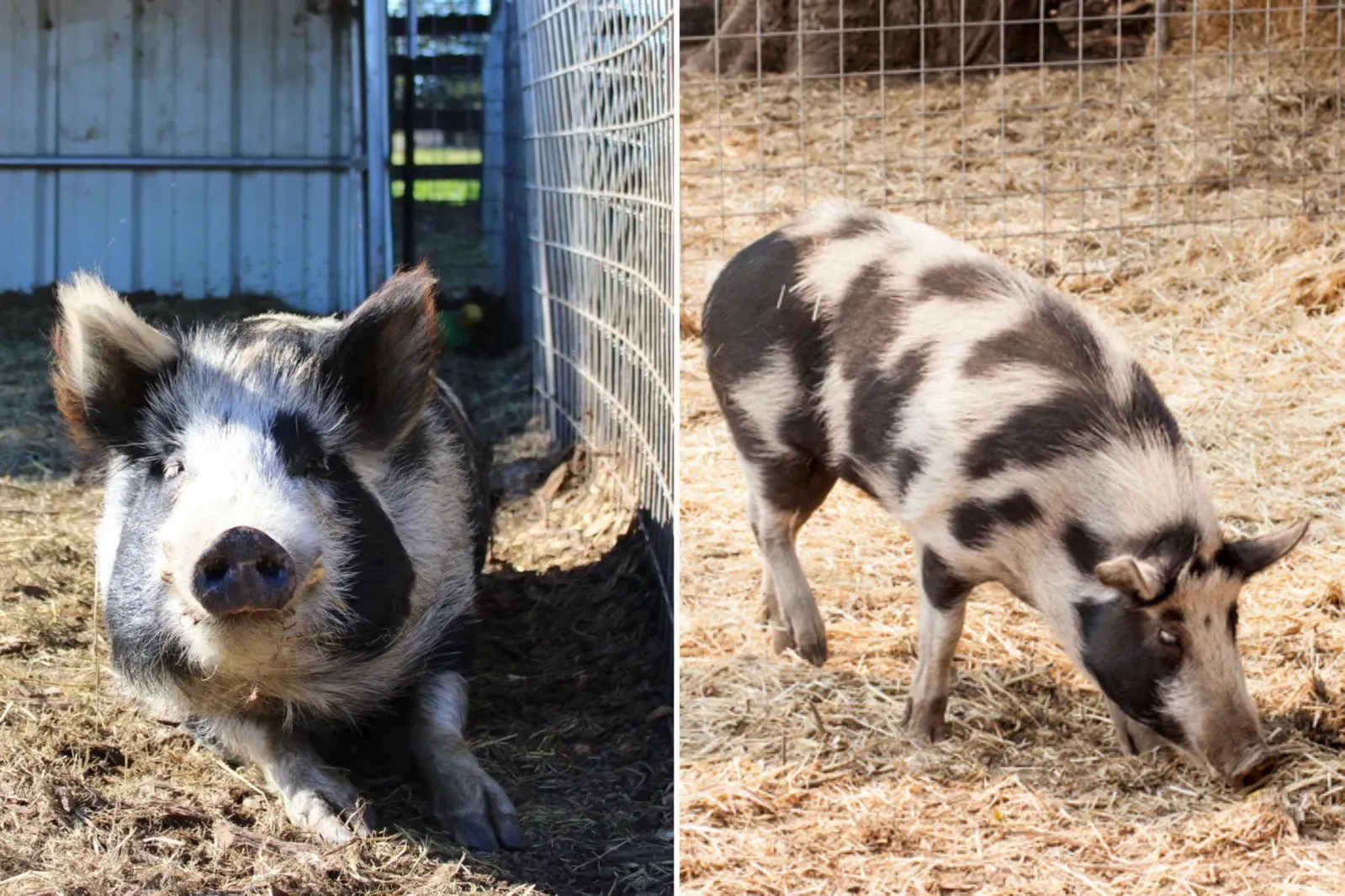 춤추는 돼지 Wil이 ‘펫 오브 더 윅’ 수상