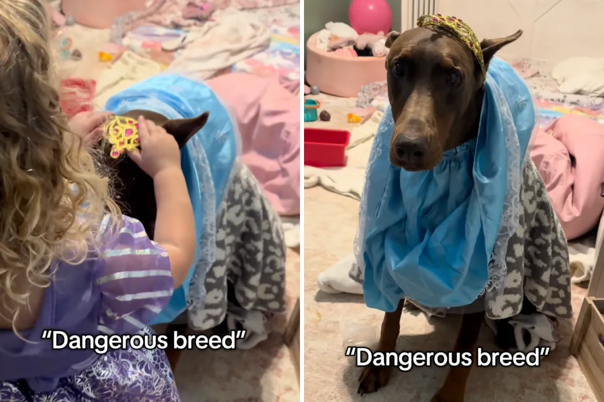 위험한 강아지, 왕관 착용