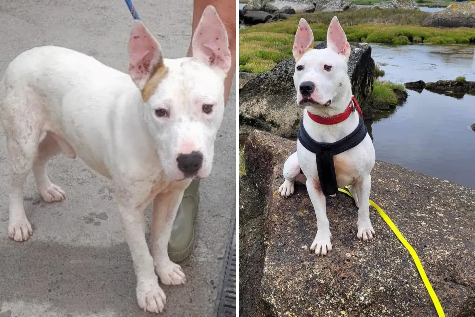 보호소 강아지, 입양 대기 443일