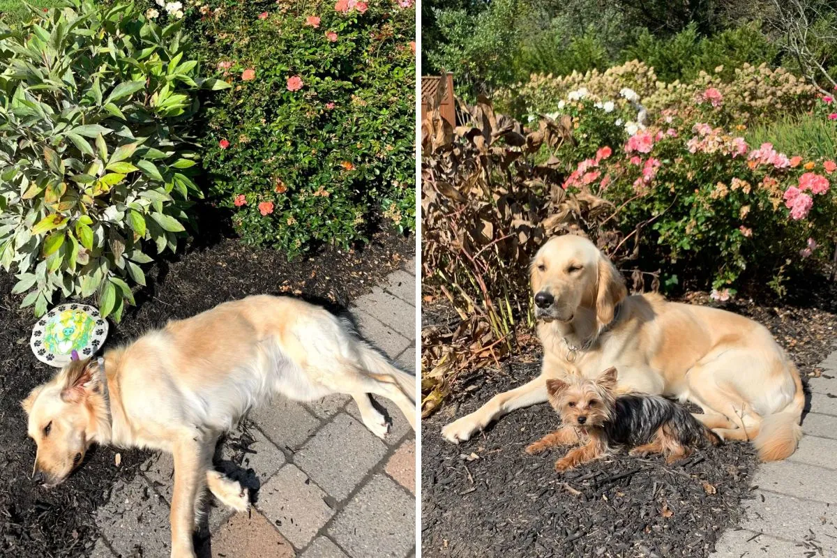 황금 래브라도 리트리버 강아지가 꽃밭에 잠든 모습