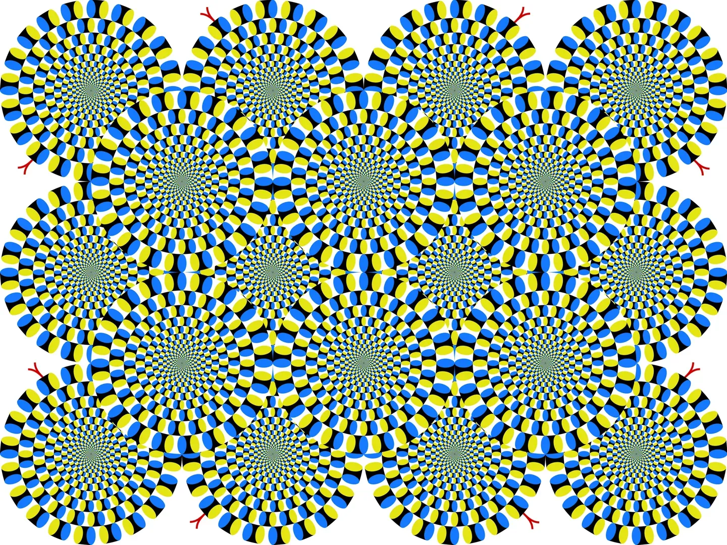 광학 착시 놀이 고양이 반응