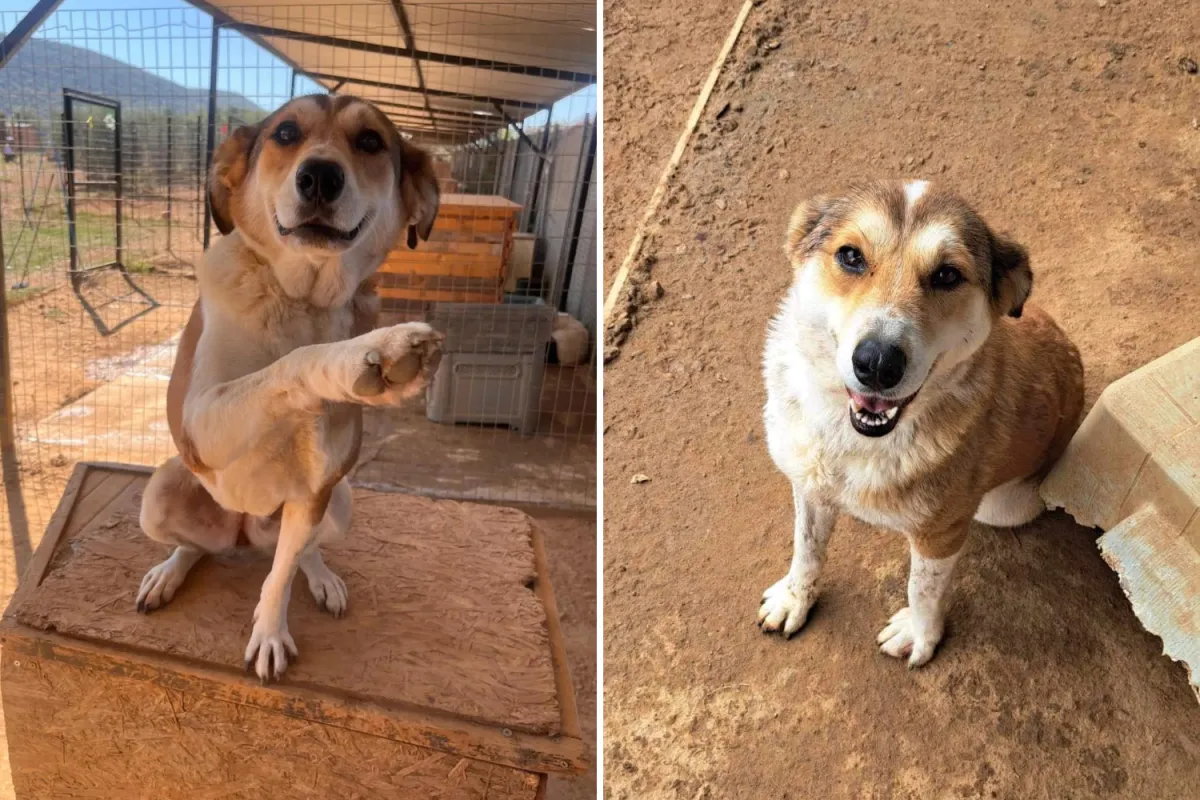 눈물 어린 강아지, 5년 동안 쉘터에서 가족을 찾는다