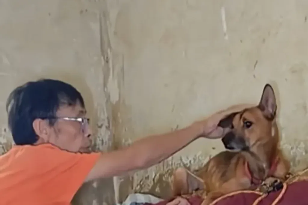 그리움에 잠긴 개