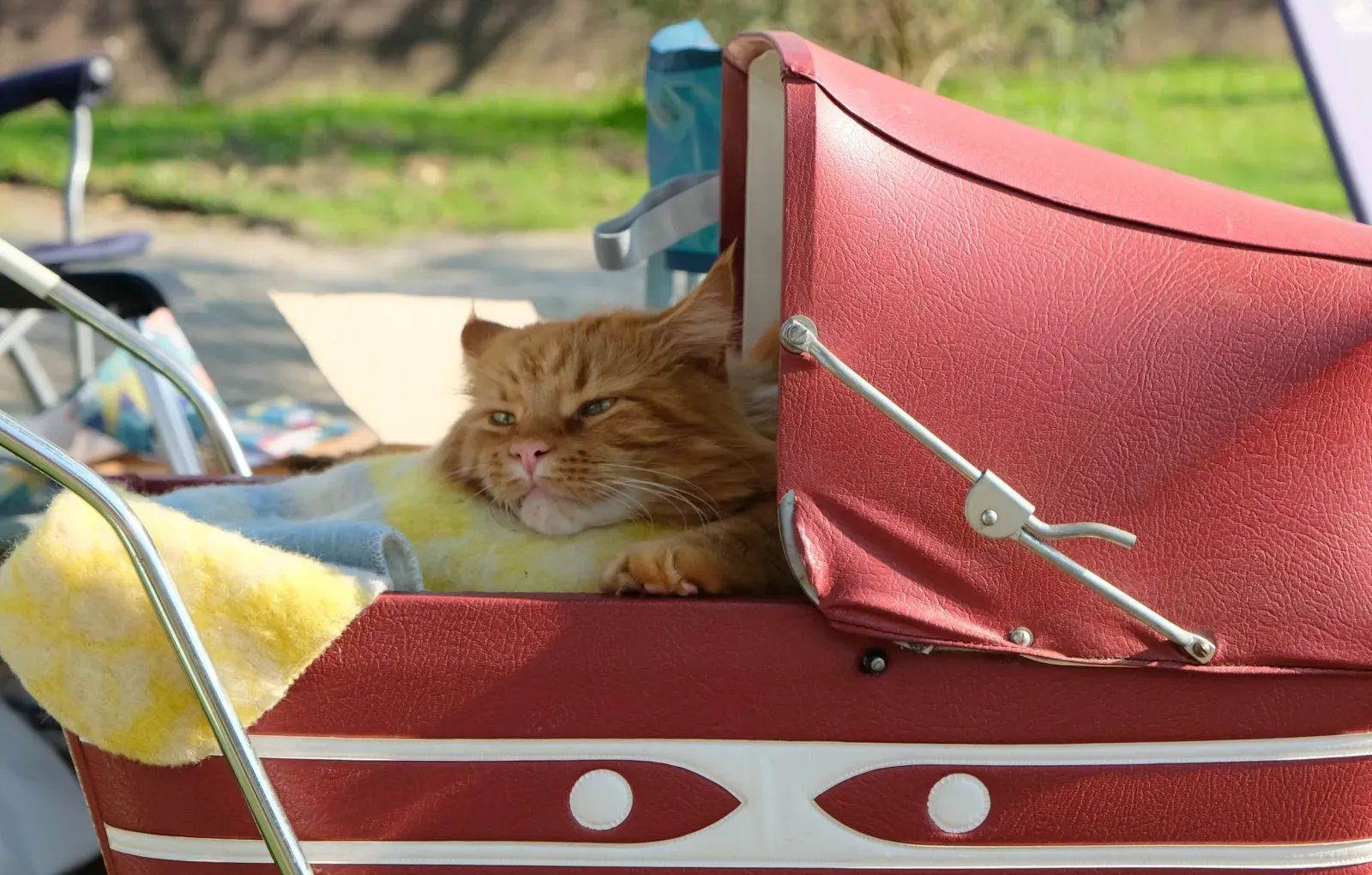 고양이 주인이 고양이를 자녀처럼 생각하는 현상