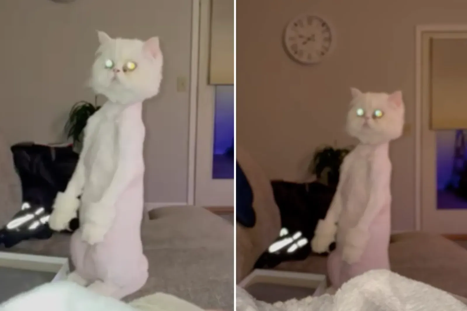 페르시안 고양이 ‘캐시’가 ‘동물병원 주간의 별’로 선정된 모습