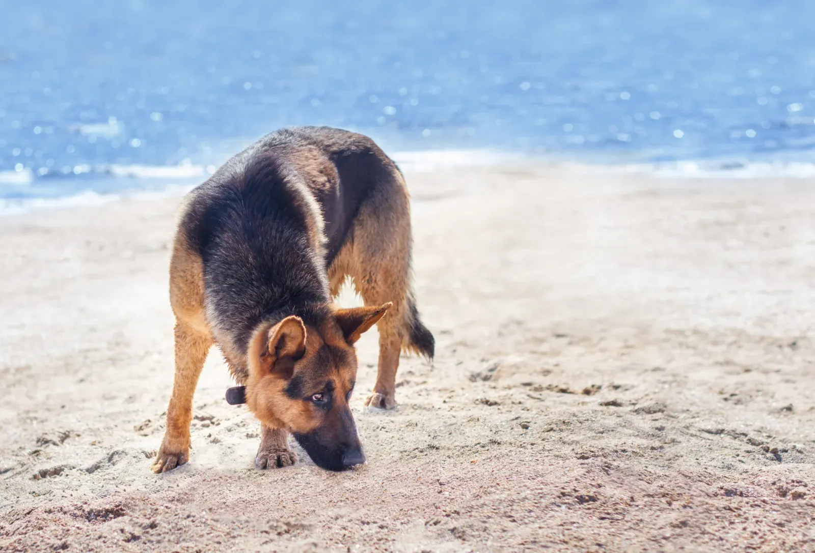 독일 셰퍼드 강아지가 해변에서