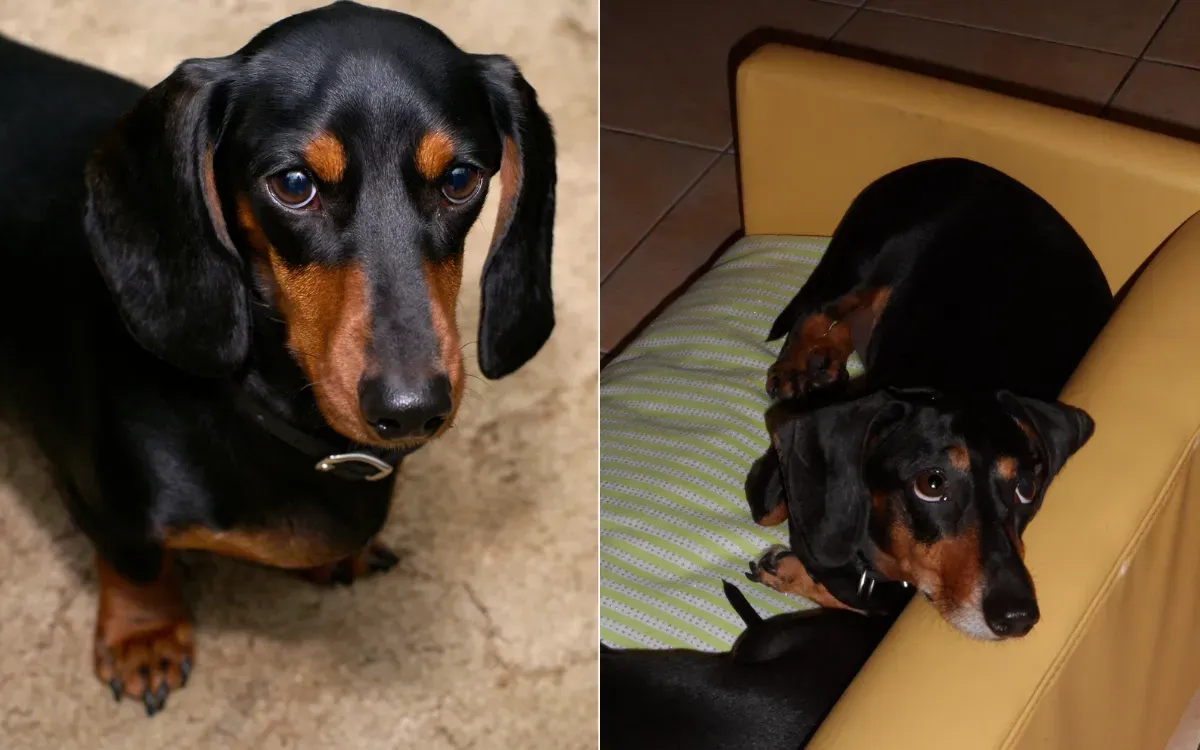 공포증을 느끼던 보호견, 진정한 사랑을 발견하는 순간