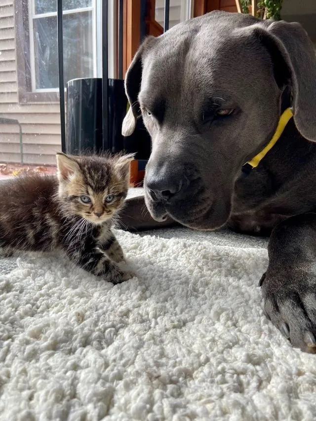 세상에서 가장 놀라운 우정: 거대한 마스티프 ‘노름’과 작은 고아 고양이 ‘소닉’의 특별한 만남