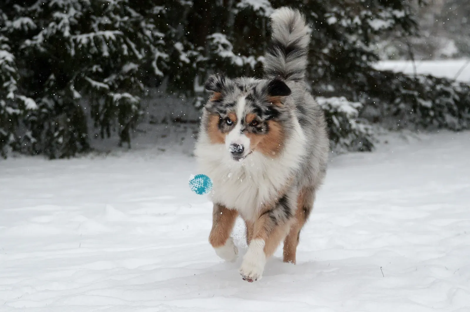 중형견 중 가장 순종적인 품종 25가지