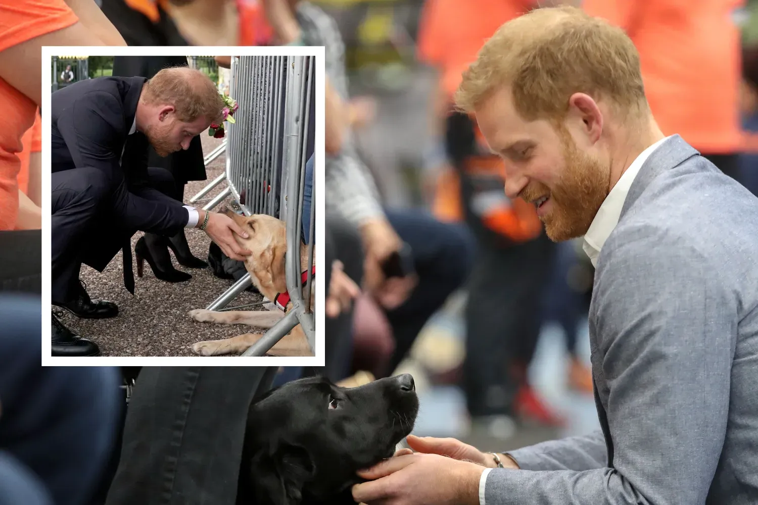 정신적 지원 강아지