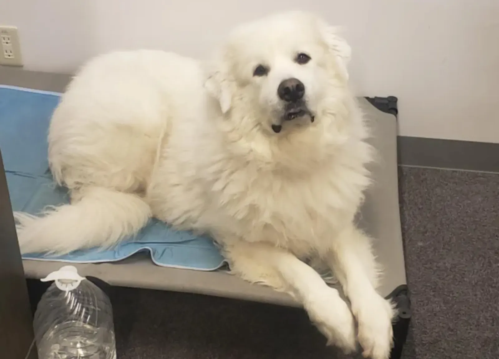 사무실에 대형견 데려오기