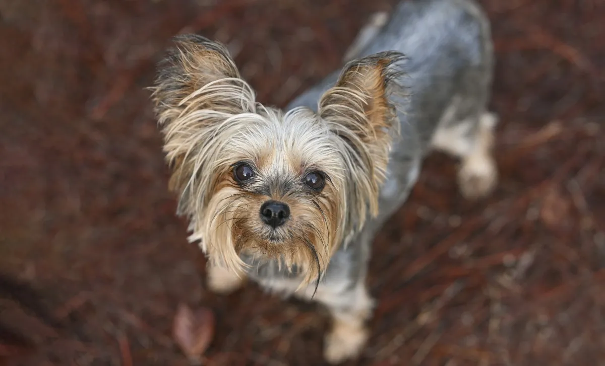 요키의 ‘패러럴 파킹’ 전술로 인한 웃음 난리