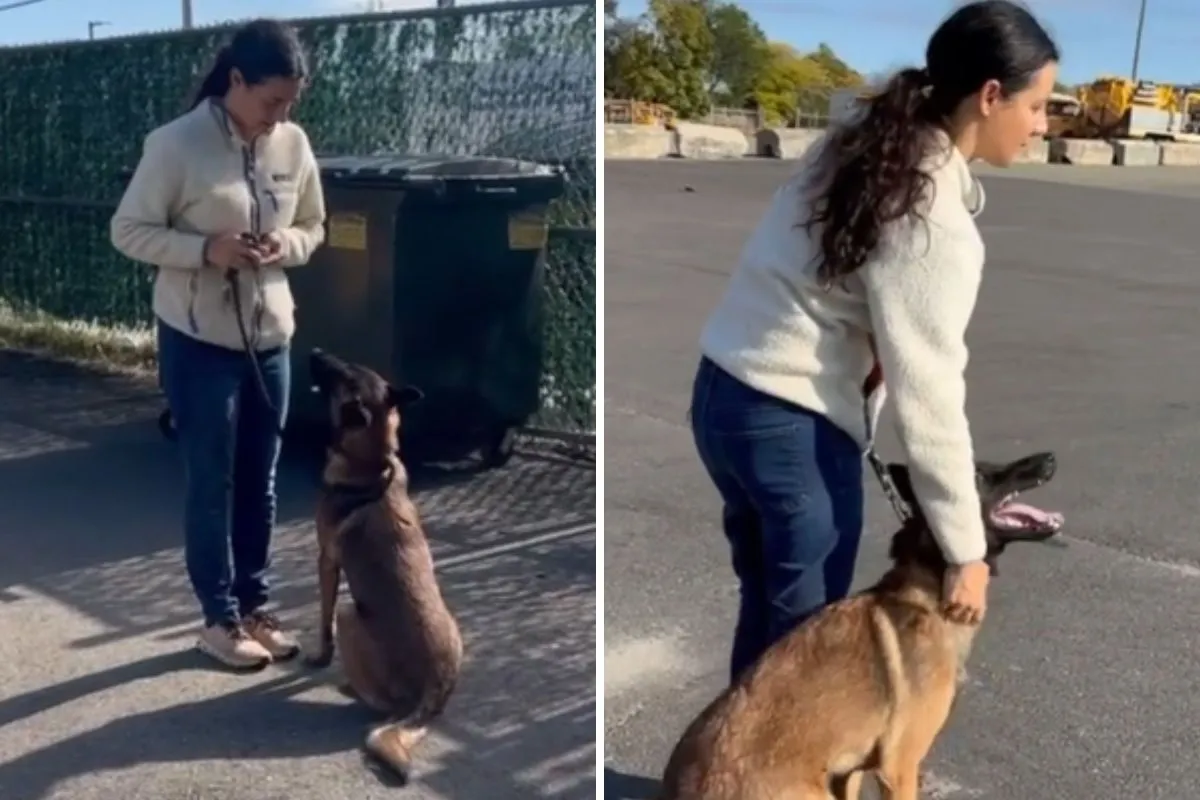 보호견 행동 전문가와 공격적인 개