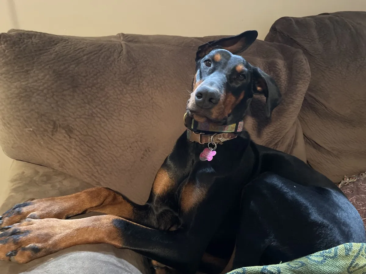 부드러운 순간 - 강아지가 손을 잡는 모습