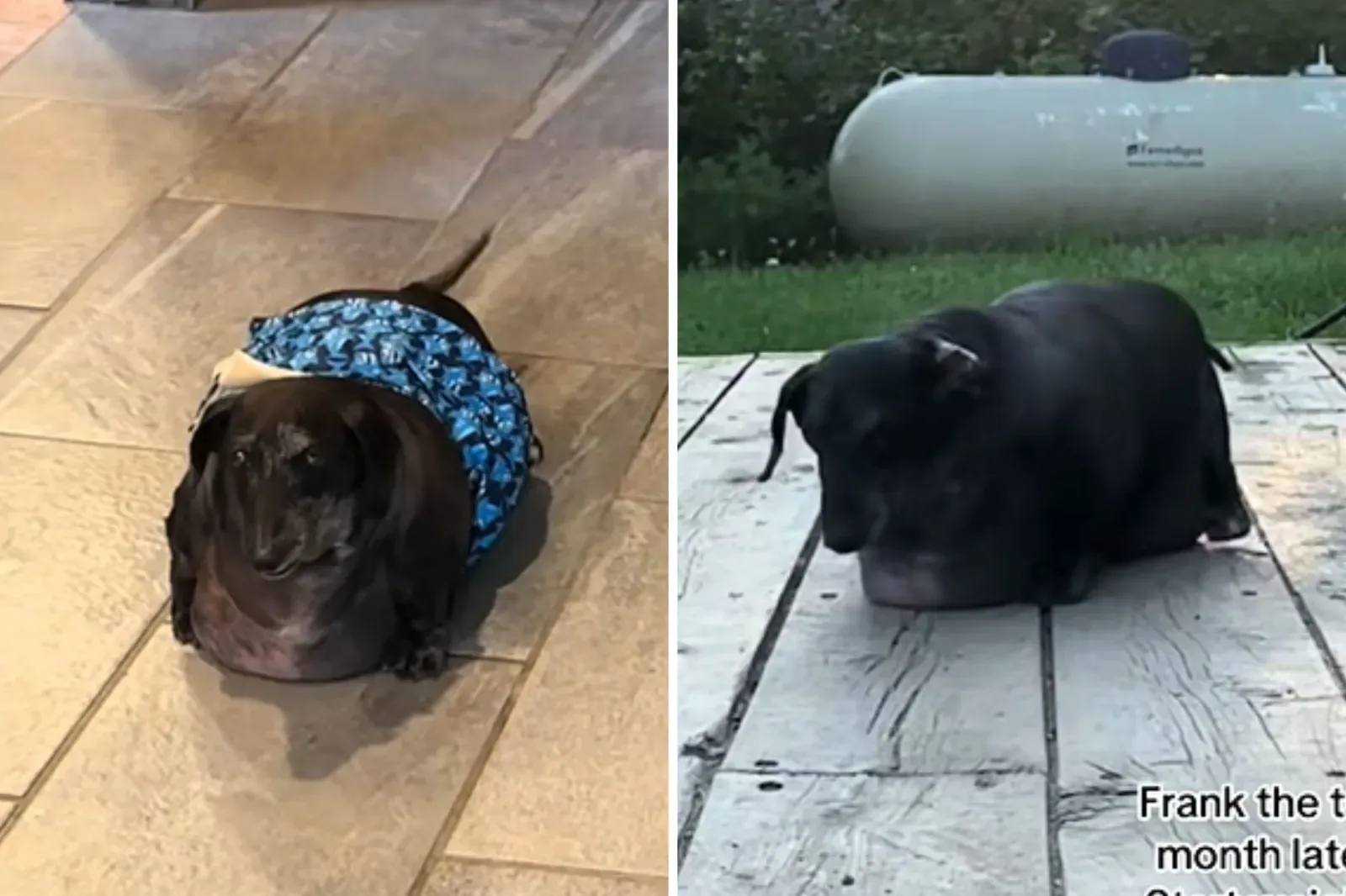 과체중의 노령 다치슈반